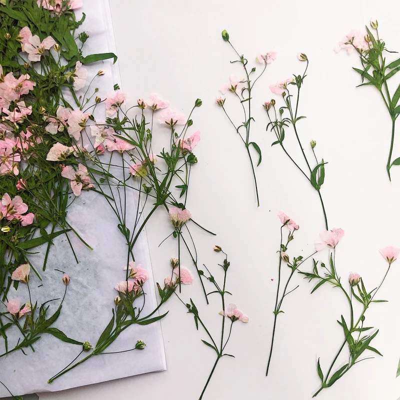 

Gypsophila DIY букет прессованных цветов для детей ручная работа материал закладки 1000 шт.