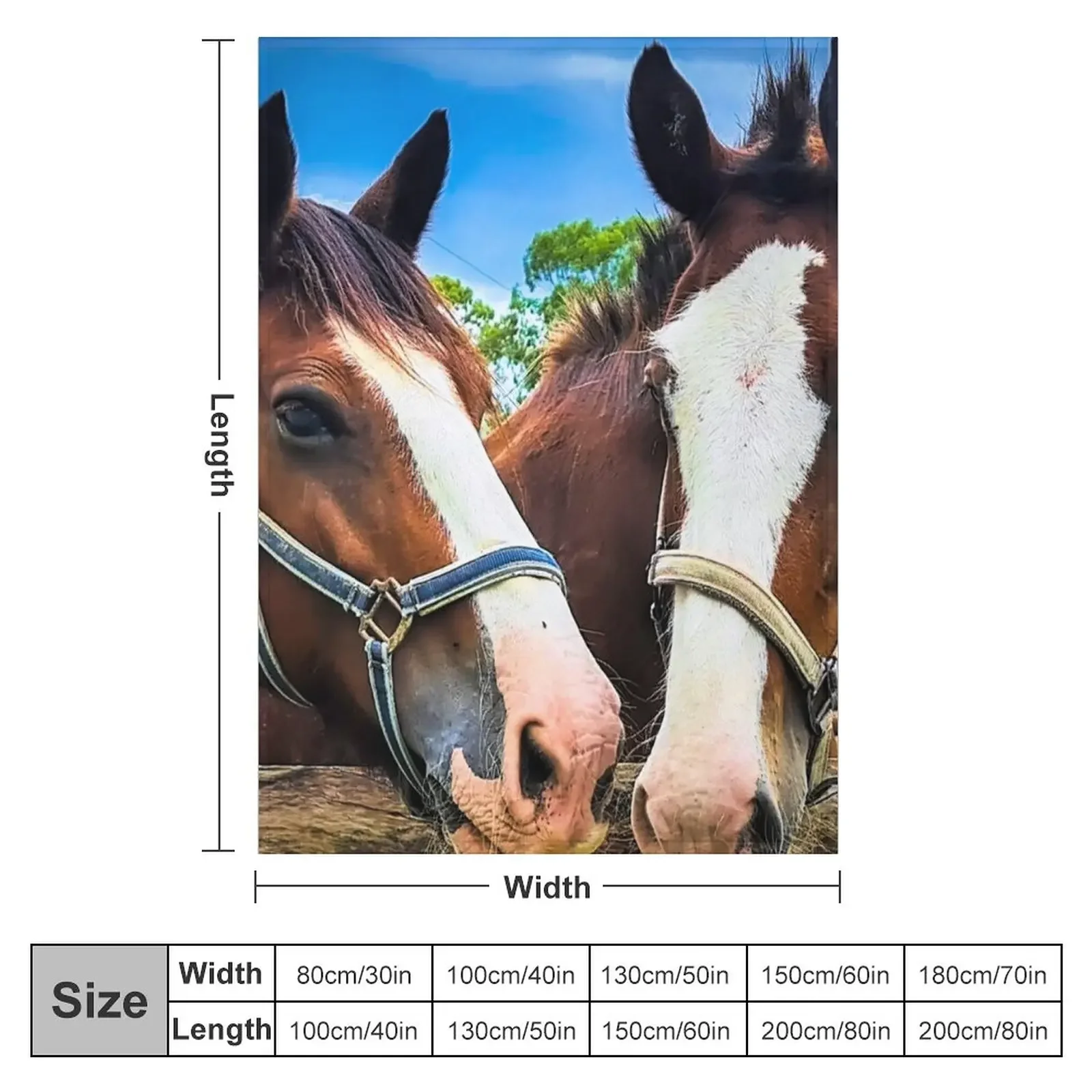 Clydesdales ���� ���ο� ���, ���Ÿ� ���� ħ��, �ö��� ���� ���