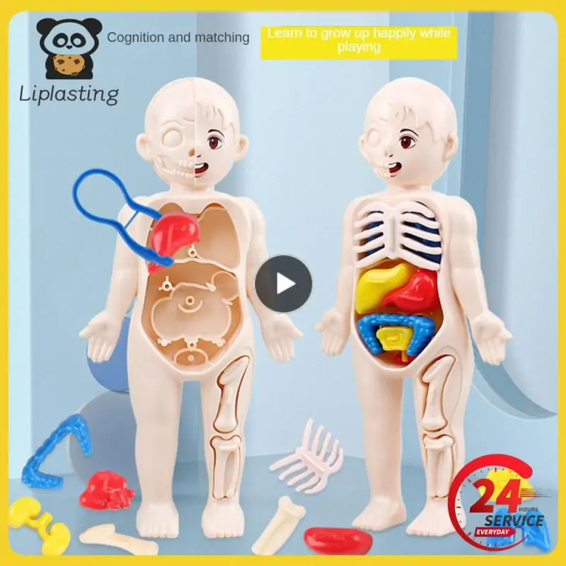 

Детский 3D пазл Монтессори, модель анатомии человеческого тела, обучающий орган, сборная игрушка, обучающий инструмент для тела для детей