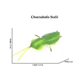 Choeradodis Stalii
