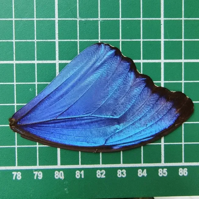Butterfly Specimen with Blue Flash Butterfly Wings of Real Butterflies Ideal for Handmade Diy Taxidermy Practiceb 4