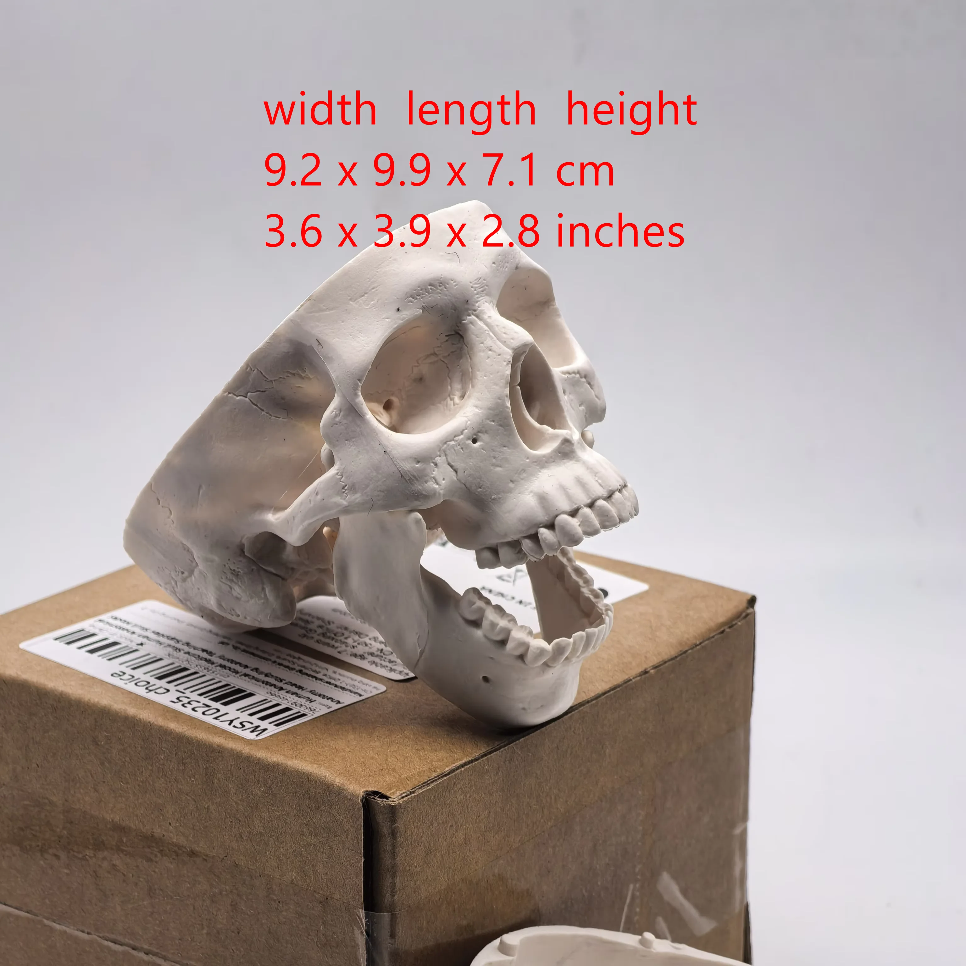 Small Human Skull Model - Anatomical Study Head for Medical Teaching, 3D Anatomy Demonstration, Dental Student Supplies, Science