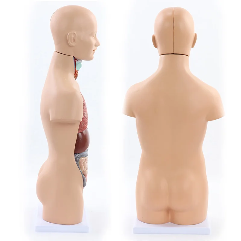  ZLF Mini modelo de torso humano – modelo anatómico de torso  visceral de 11.0 in – modelo de anatomía del cuerpo humano desmontable –  para ayuda médica educativa : Industrial y Científico