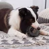 Dog rubber tire toy grinding teeth bite resistant boredom from high consumption of energy large and medium-sized dogs 3