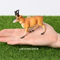 Pronghorn
