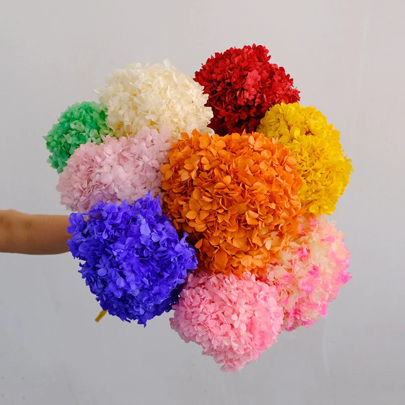 Aqumotic Fiori Secchi Per Vaso Artigianato Bouquet Di Piante Reali Fiori Di Campo Secchi Hoya Carnosa 1Pc 7.8 "Ortensia Naturale Macrophylla