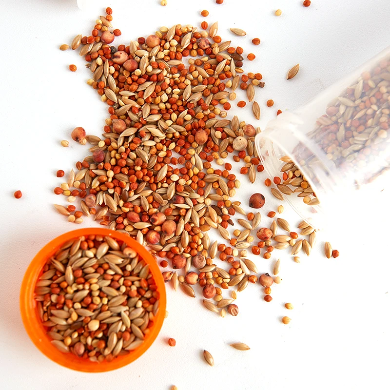 개미 농장 사료 수집기, 혼합 시리얼 곡물, 개미 하우스 액세서리, 애완 동물 개미 둥지 작업장, 10g/50g