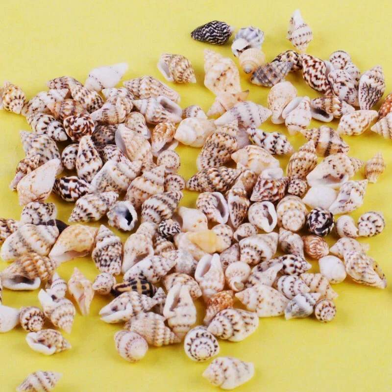 Natural Shell Ornaments 100pcs 1-2 cm Natural Sea Shells for Beach Decor Aquarium