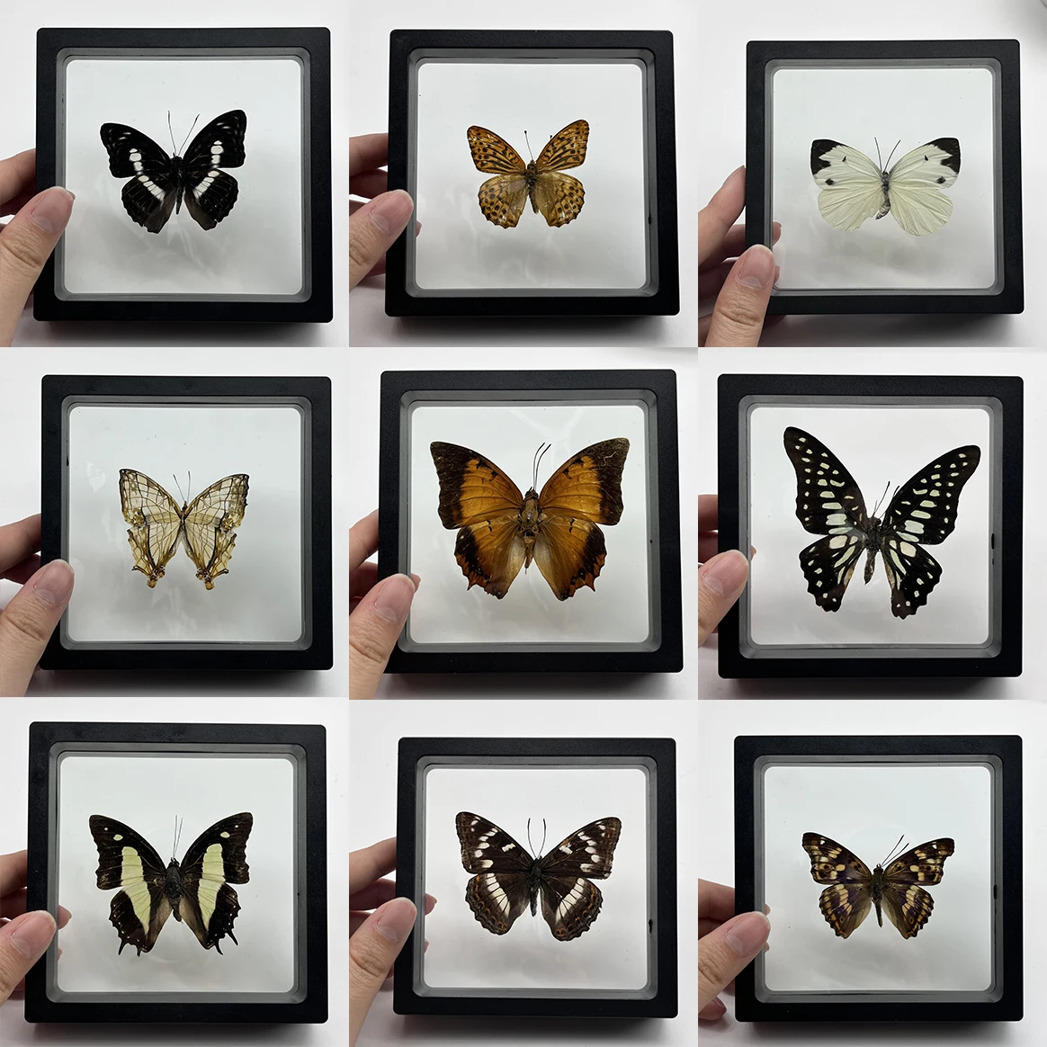 1pcs Real Butterfly Specimen Insect Home Decor Photo Frame   Desk Decoration Figurines Birthday Gift Teaching Training 4