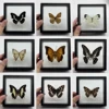 1pcs Real Butterfly Specimen Insect Home Decor Photo Frame   Desk Decoration Figurines Birthday Gift Teaching Training 4