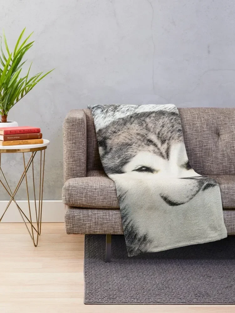 �˷���ī Malamute ������ ���, ���� ����ִ� ���� ���� ��� ���� ���
