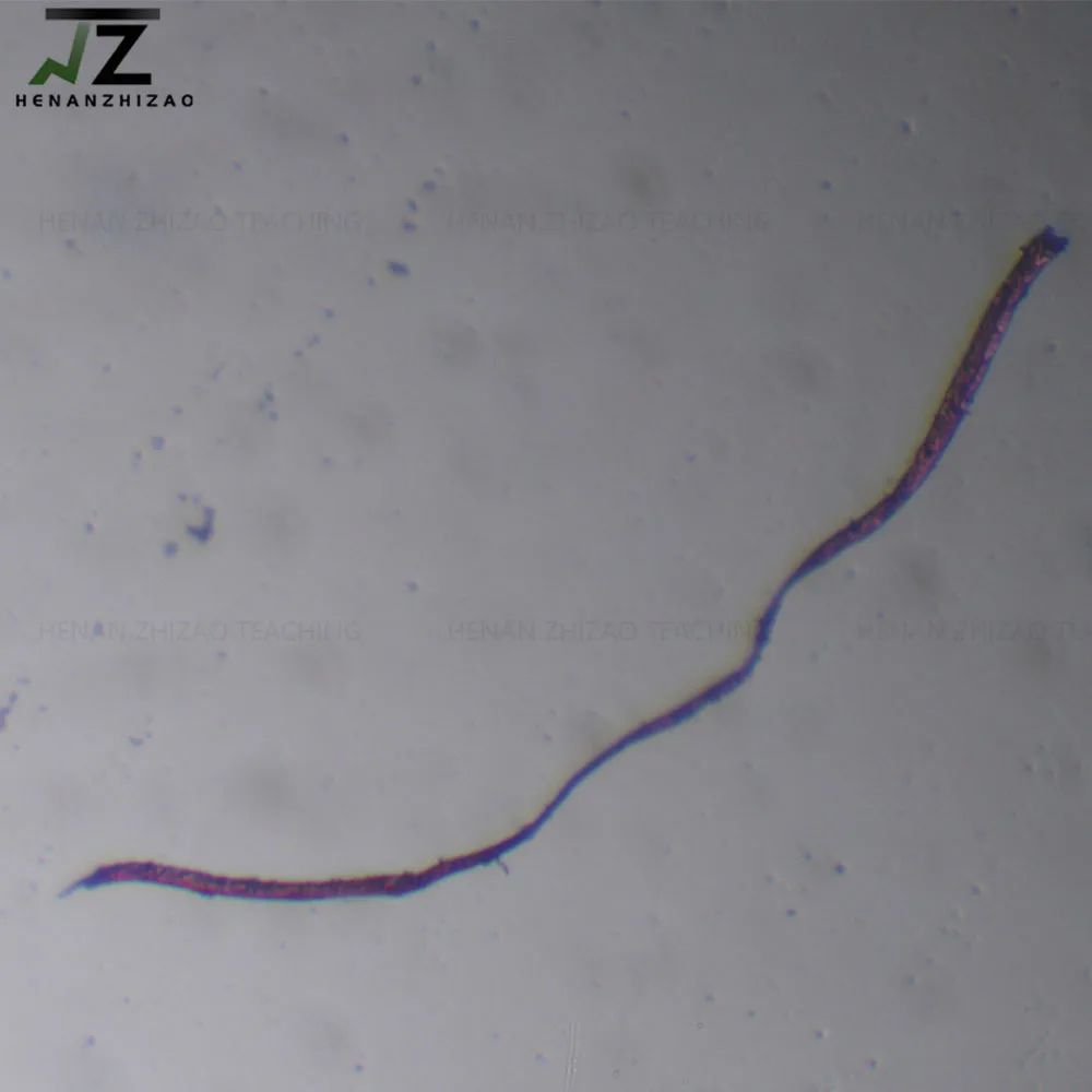 Leishmania Donovani Promastigotes W.M 준비된 슬라이드, 기생충 판매, 1 개