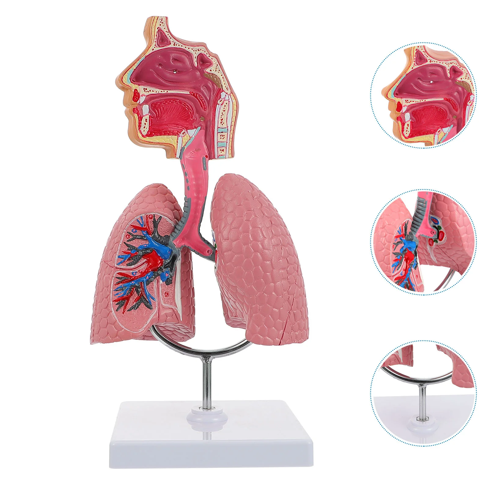 

Lung Respiratory Anatomy Model Teaching System Human Display model School Lungs Anatomical Heart Educational Nasal Toy