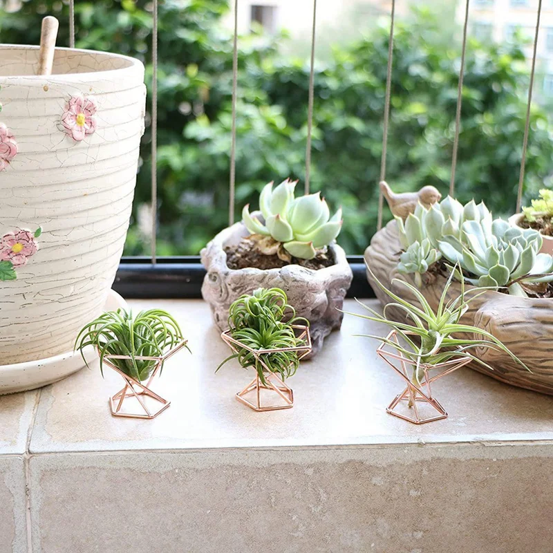 Pack 5 Air Plant Holder Tillandsias Display Purifying Plant Container Fern Stand Plant Stand