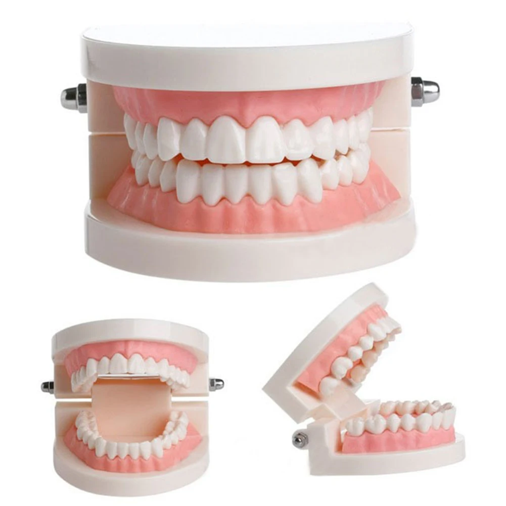 PVC 의료 연구 치아 모델, 거대한 표준 소형 치과 모델, 구강 건강 관리, 유용한 가정 가구, 치과 가전 제품
