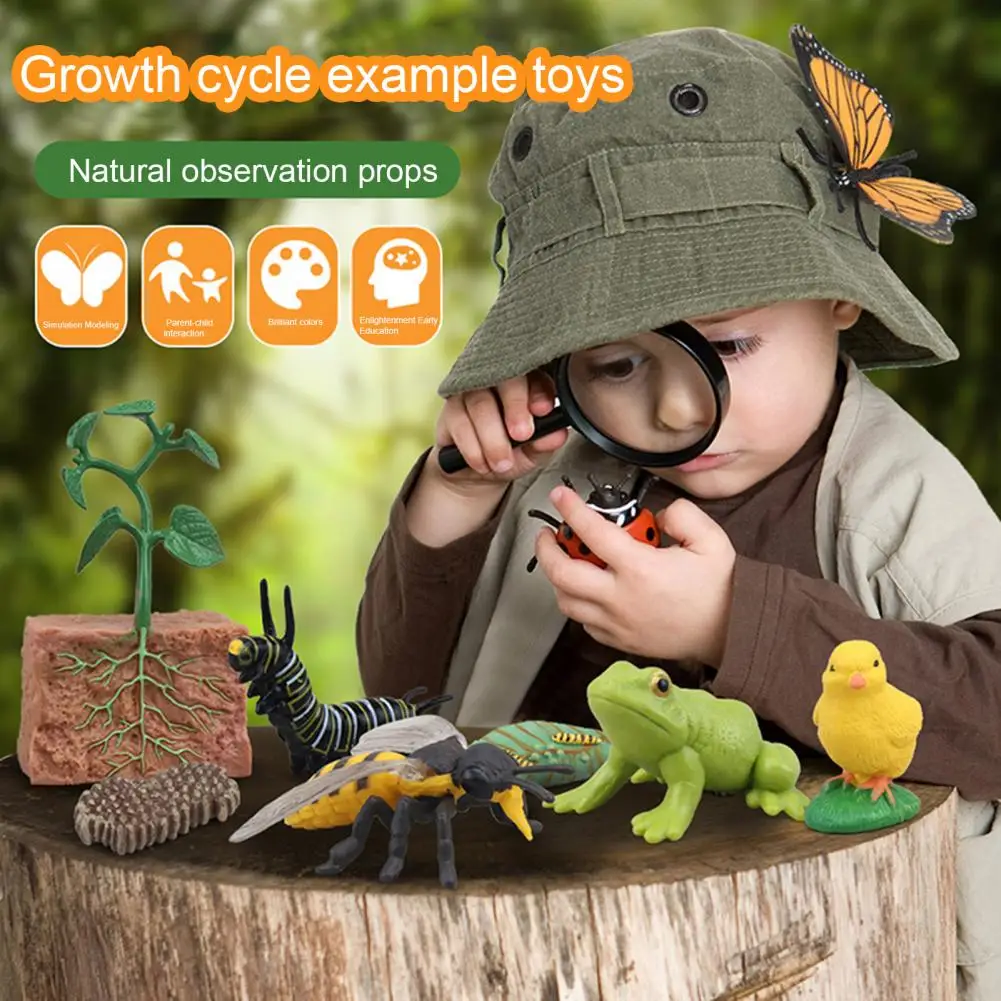 1 Box Animal Model Toy Frog Bee Panda Chick Butterfly Fish Plant Animal Figurines Life Cycle Learning Creative Kid Education Toy 2