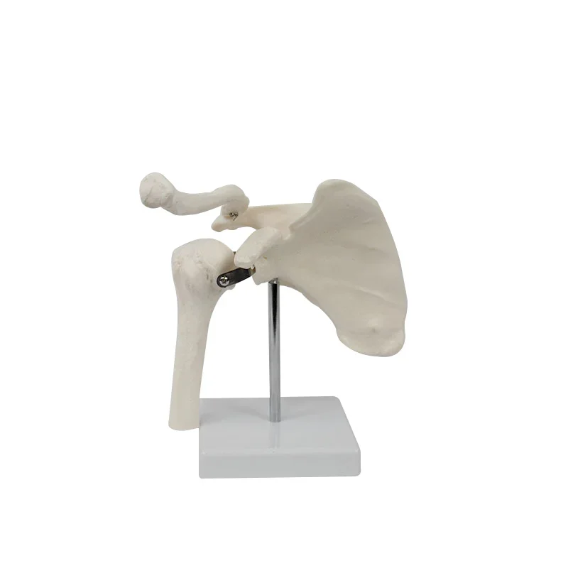 Human Functional Shoulder Joint Anatomy Model Medical Science Teaching Resources Dropshipping