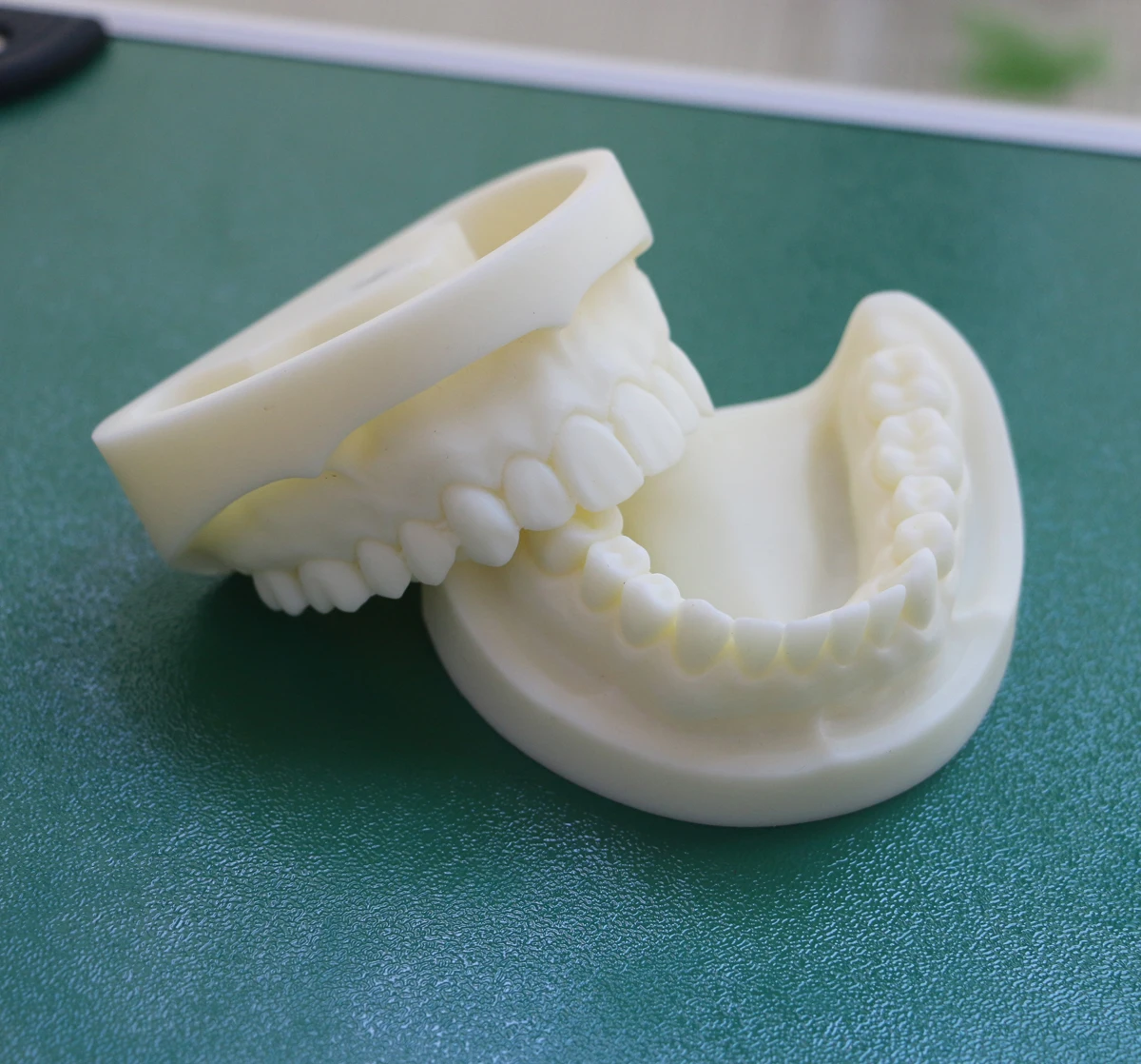 

Standard Oral Model Dental Model White corundum tooth model
