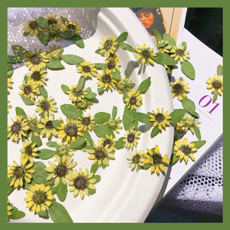 

1~2CM/Real Natural Mini Dry Sunflowers Pressed Dried Imperial Chrysanthemum Flower Heads For Resin Jewellery,Phone Case,Nails