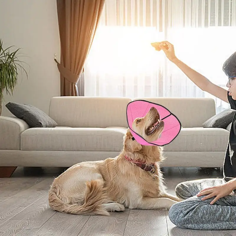 Comfortable Dog Recovery Collar with Adjustable Fit
