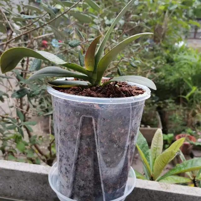 Orchidea Virág Edény Gyökérvezérlő Átlátszó Lélegző Tartály Vízelvezető Lyukkal Orchid Cattleya Ültetési - Image 5