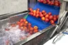 Manufactory Direct ginger washing machine Automatic vegetable washers washing machine for vegetable 6