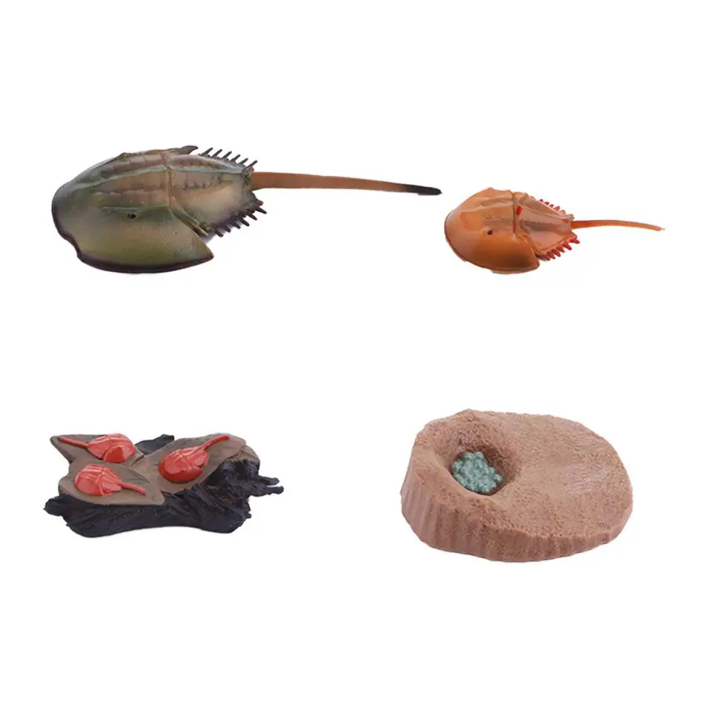 Science Sea Life Simulation Insect Earthworm Children Animals Figurines Salmon Realistic Life Cycle Growth Cycle Model Octopus 2