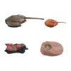 Science Sea Life Simulation Insect Earthworm Children Animals Figurines Salmon Realistic Life Cycle Growth Cycle Model Octopus 2