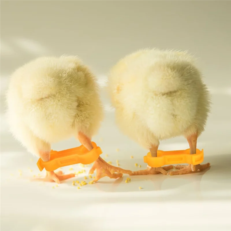 BQ-Baby Chick Splay Leg Hobble Brace, 12Pcs 치킨 호블 브레이스, 치킨 레그 호블, 가금류 다리 밴드
