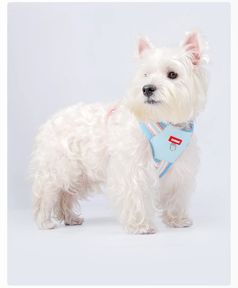 Color Block Harness For Small Dogs Breathable Mesh Pet Walking Lead_voghion.com