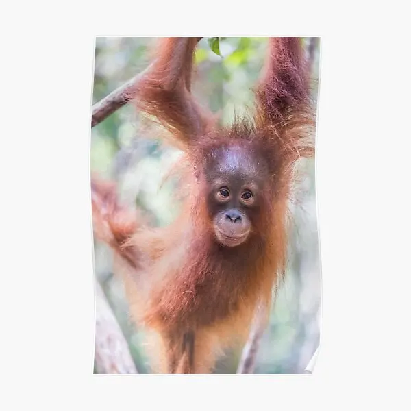 

Детский плакат-орангутан, декоративная картина, винтажное художественное украшение, настенная роспись для дома, Современная комната с принтом, смешная стена без рамки