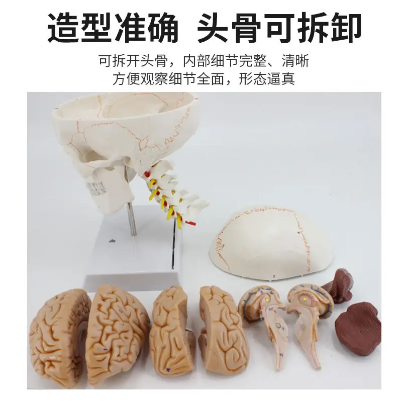Life-Size Human Skull Model 4