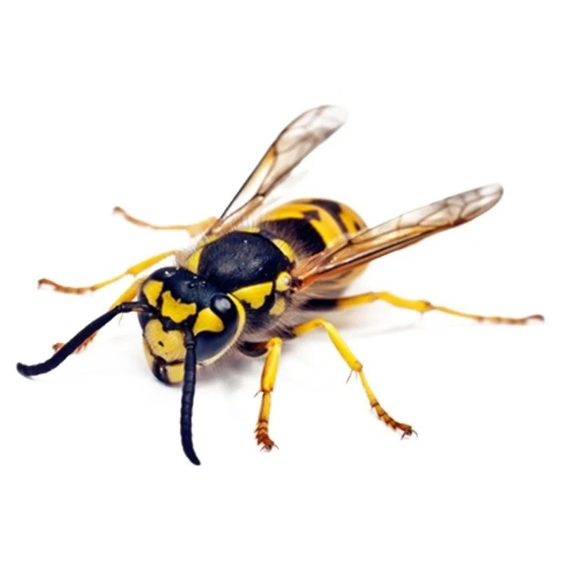 3d Artificial Insects Motorcycle Stickers Front Cowl Fuel Tank Side Fairings Decoration Vinyl Decals Animal Motor Accessories