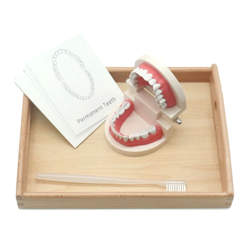 

Детские сенсорные игрушки для детского сада, модель для раннего развития зубов, английская карта, модель для развития зубов, чистящее средство