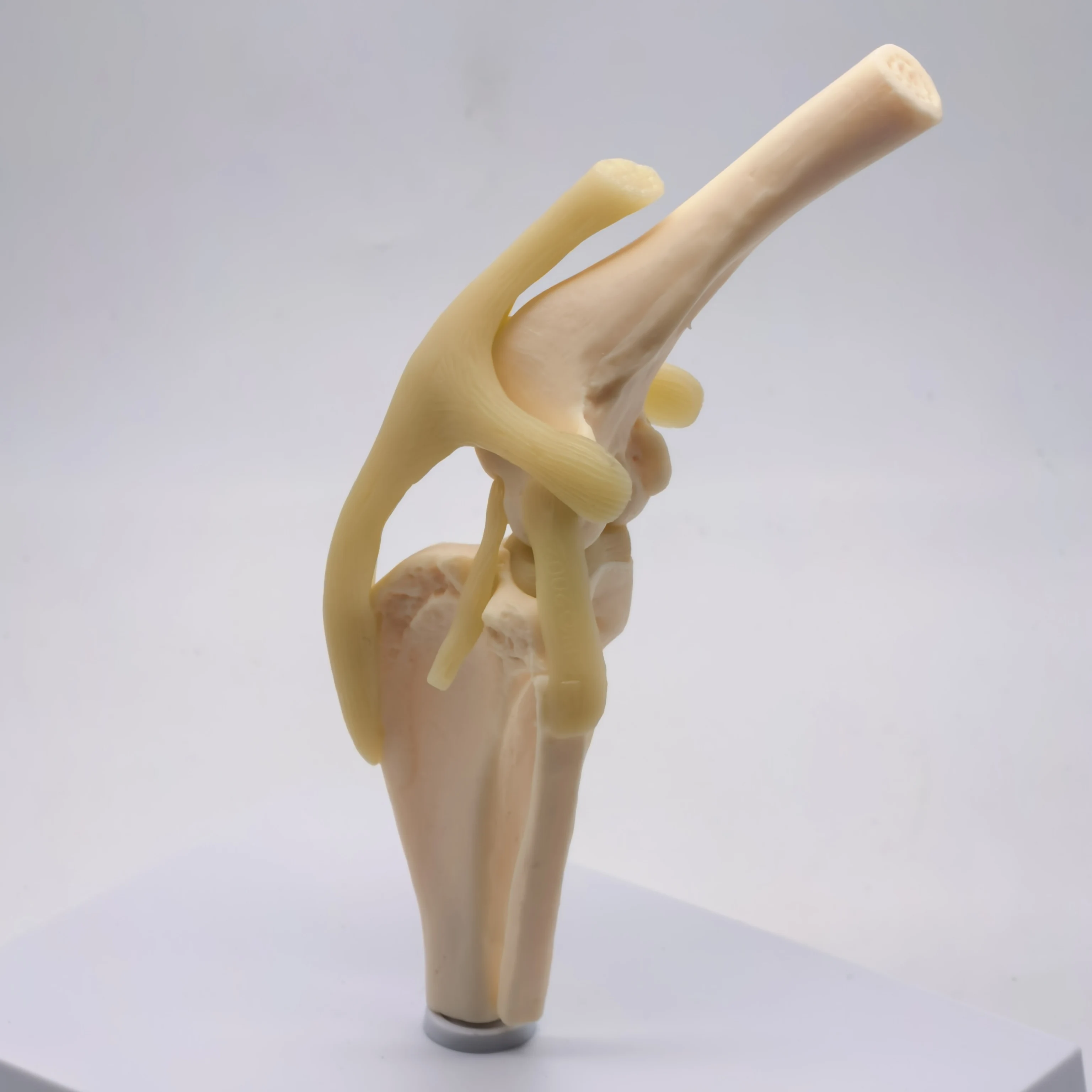 Canine Knee Joint Model 4