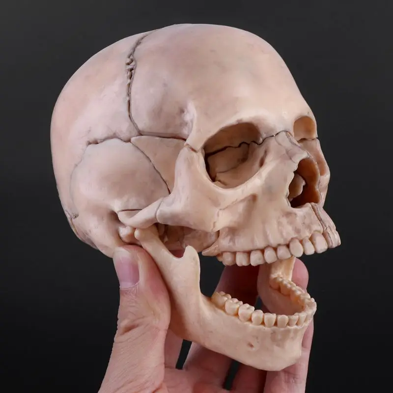 15pcs/set Disassembled Skull Anatomical Model Detachable Medical Teaching Too