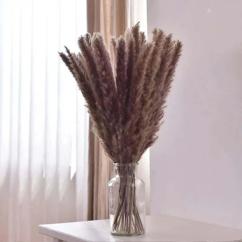 Mini-Pampas Grass Black - 60cm (Pack 5)