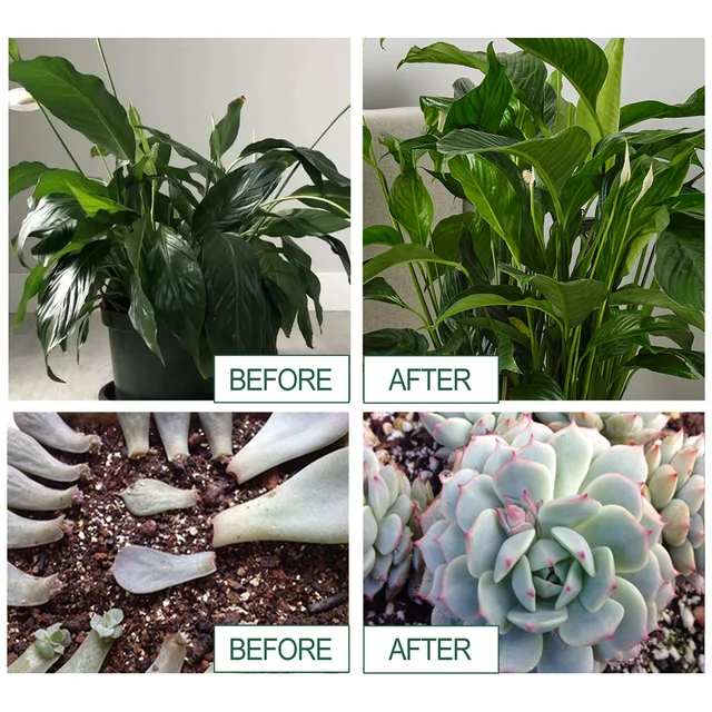 A Növénynövekedés És Fejlődés Átfogó Szabályozása Növény Táplálkozási Por Erősítse Gyökérnövekedés Szerves Műtrágya - Image 5