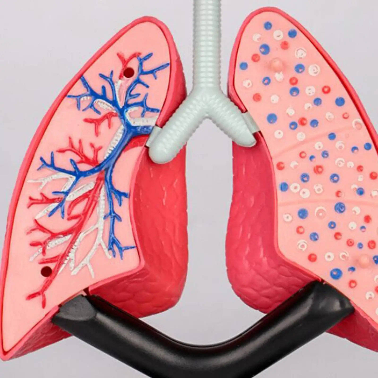 Respiratory System Model Human Lung Model for Demonstration Home Preschool