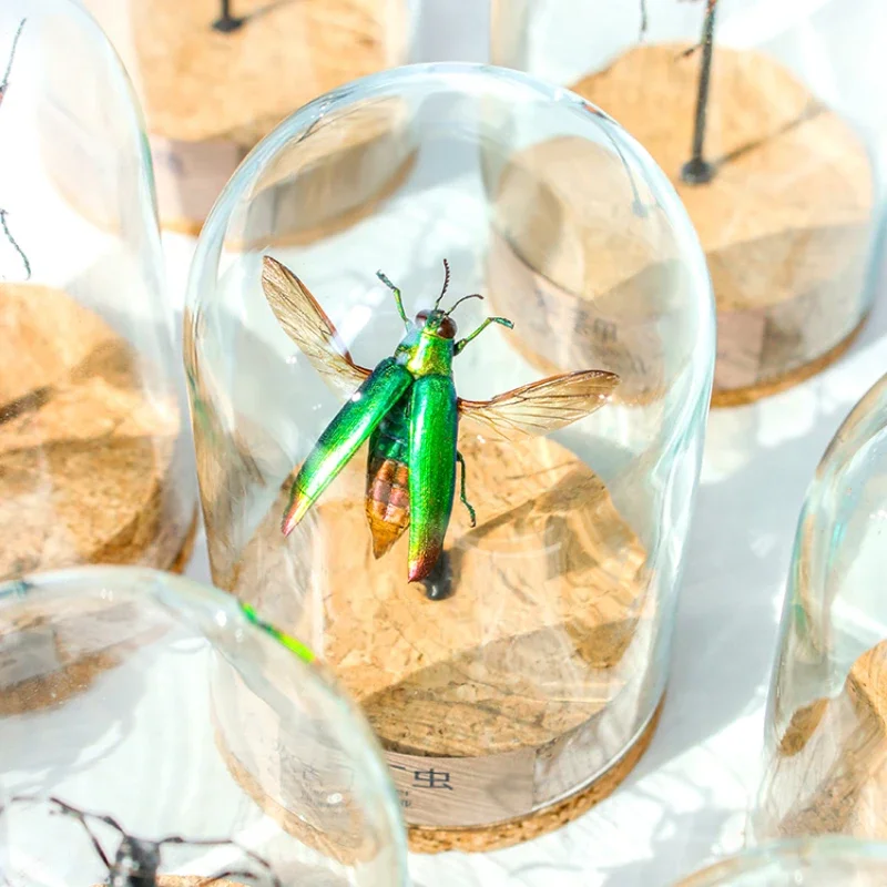 

2100 Original Insect Specimen Glass Jar Display Frame Natural Insect Ornaments Lover Friends Relatives Birthday Gift Decoration