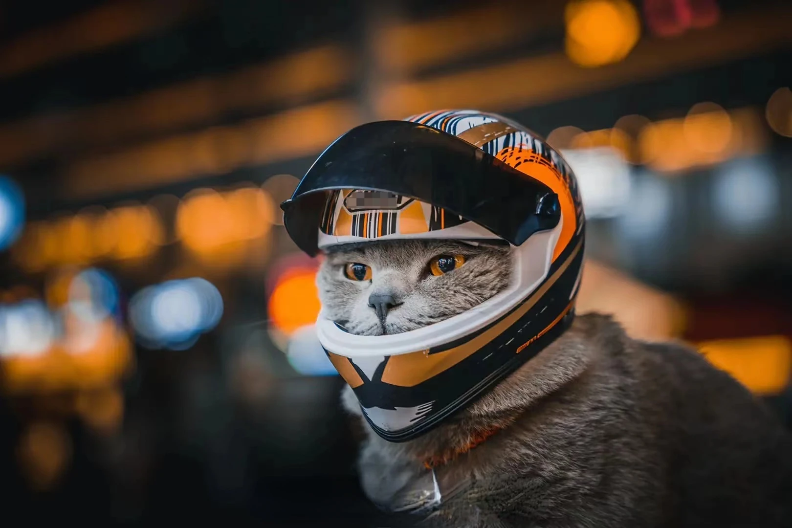 Pet Motorcycle Helmet Full Face Motorcycle Helmet Outdoor Motorcycle 