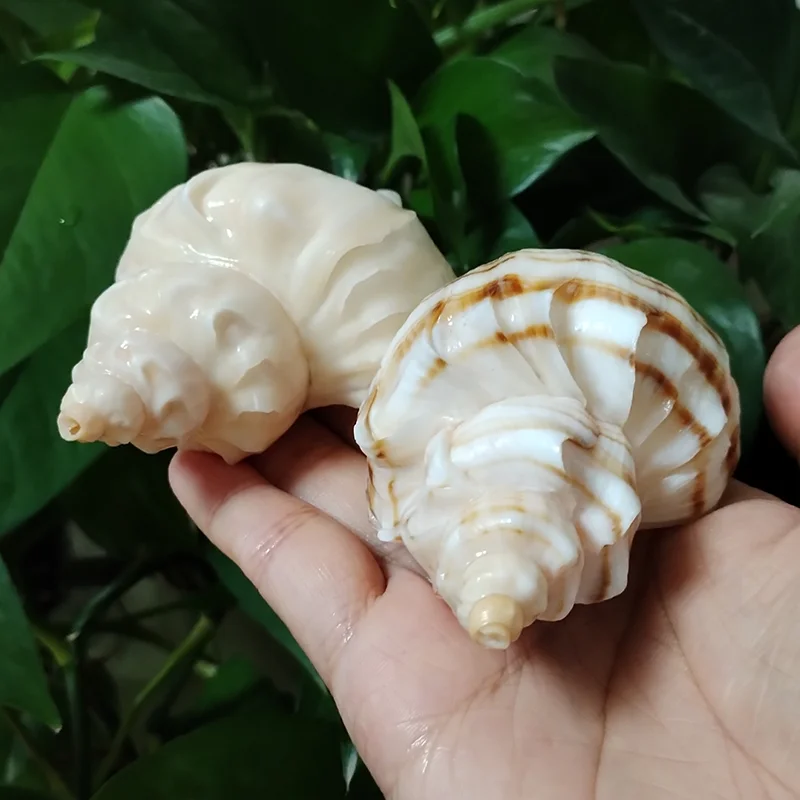 9-11CM Neptunea Cumingii Sea Shell Large Conch Conch Specimen Collection Fish Tank DIY Photography Props