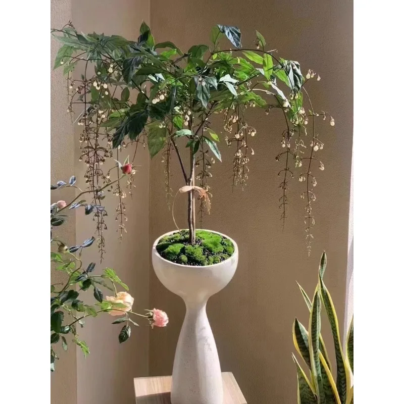 

Foreign trade flowerpot, European and American simple design, creative personality, small waist, phalaenopsis, The Magic Lotus L