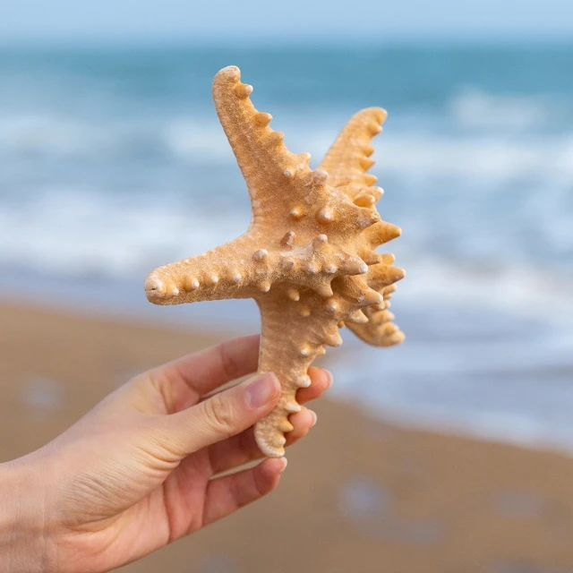 Natural Super Large Conch Shell Master Star Fish Wedding Decoration Home  Decor Beach Decor Sea Shells Starfish Decoration - AliExpress