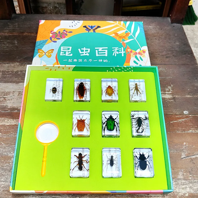 Real Insect Resin Specimen Stag Beetle Locust Crab Scarab Bee Spider Teaching Collection Children's Cognition,insect specimens