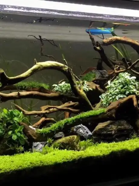 l Dragon Vine Branches for Pet Reptiles And Amphibians Crab Snail Tanks Decoration Climbing Lizards Geos Chameleons