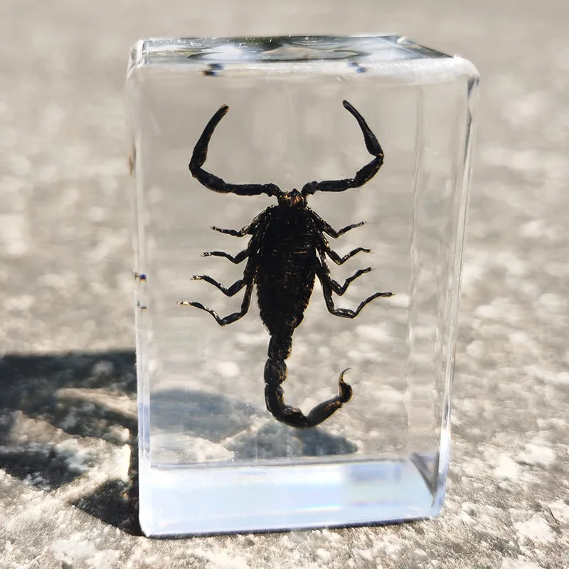 New real insect specimen transparent resin spider autumn beetle scorpion wasp 
