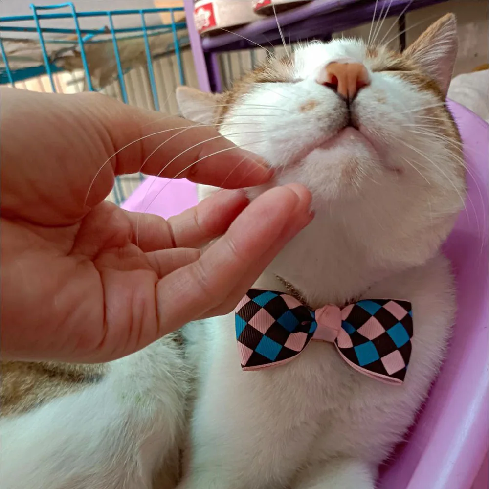 Title 19, Pet Dog Cat Bow Tie Collar Adjustable Cat Neck ...