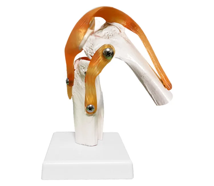 Human Skeleton Joint Anatomy Models Knee Elbow Foot Hand Shoulder Hip Joint with Ligaments Medical Science Teaching Supplies