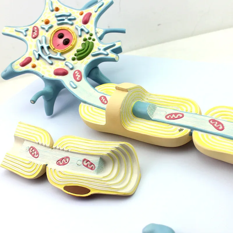 Amplified version of the medical neuron model, amplified model of nerve fiber structure, medical brain neurolysis